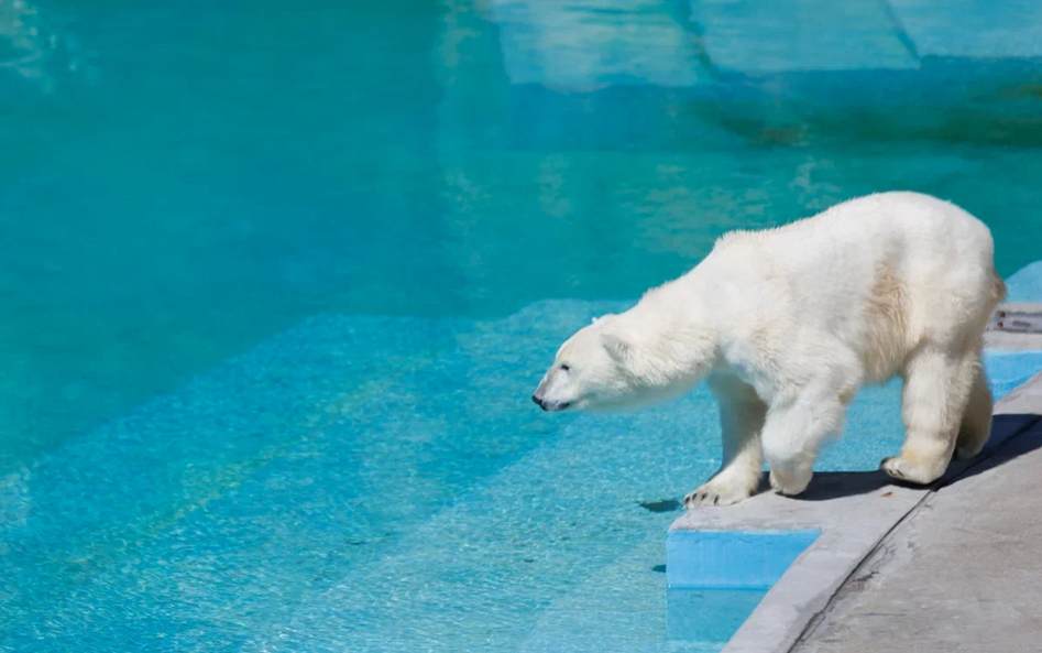 zoo07.jpg Белый медведь в Ижевском зоопарке | Визит Удмуртия