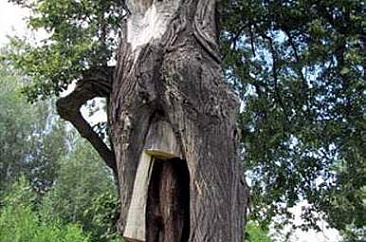 Липа «Седая старушка»