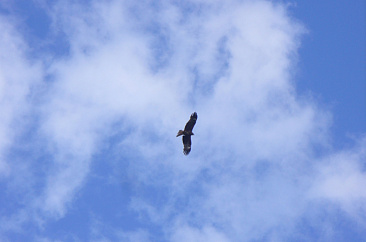 Музей орлана-белохвоста