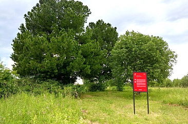 Пандерские кедры