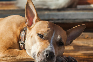 обходимые условия для путешествий с питомцем