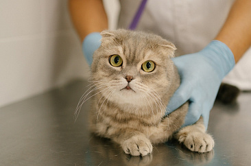 Приезжайте, чтобы вернуть здоровье питомцу