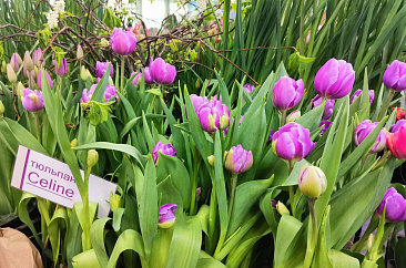 Фестиваль цветов «Предчувствие весны»