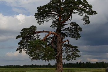 Памятник живой природы – сосна обыкновенная в д. Чабишур